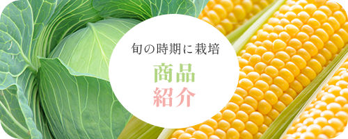 商品紹介